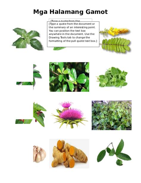 100 halamang gamot|Halimbawa Ng Mga Halamang Gamot .